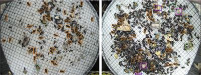 Mutual learning with memory for semi-supervised pest detection